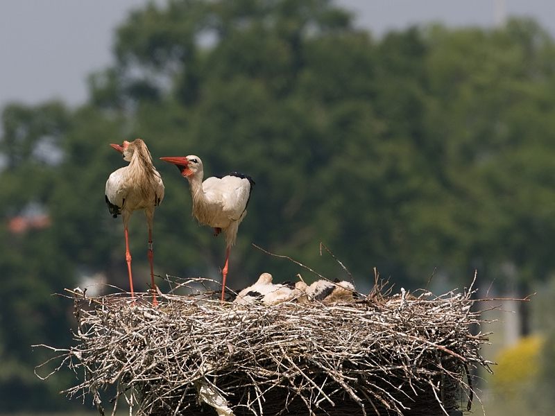 Ciconia ciconia White Stork Ooievaar